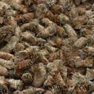 雄蚕蛾 雄蚕蛾统货 产地 辽宁省图2