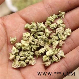 蒺藜  秦岭野生白蒺藜 刺蒺藜 手工分拣 日晒500g【打折已结束】另有炒蒺藜图2