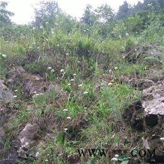 【新货】秦岭野生纯韭菜籽泡酒天然生菲菜子 炎黄韭菜子 味浓药效高 自采去杂日晒500g图3