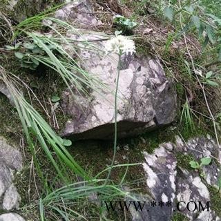 【新货】秦岭野生纯韭菜籽泡酒天然生菲菜子 炎黄韭菜子 味浓药效高 自采去杂日晒500g图2