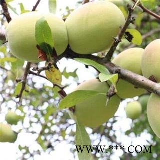 【秦岭特产】秦岭酸木瓜干 无硫 皱皮木瓜贴梗海棠农家自晒可做菜500g图3