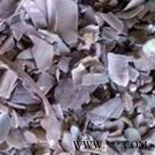 石决明 统片 产地 山东省图2