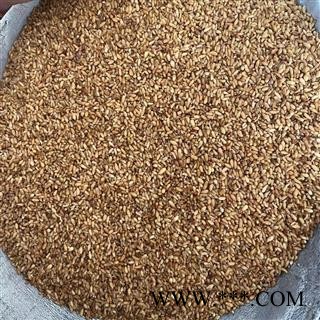 柏子仁 柏子仁精选货 精品无硫 大粒净货 颜色好 产地 山东省图2