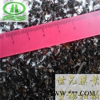 世元药业 大黑蚂蚁 正品贵州特大个清水纯干黑蚂蚁 玄驹 昆蜉图2