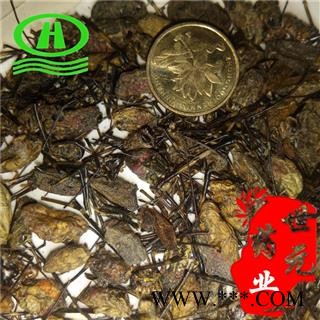 世元药业 壁钱 花蜘蛛 正品 壁镜 壁虫 壁蟢 黄山壁钱 草蜘蛛 花结蛛 金蛛 璧钱图2