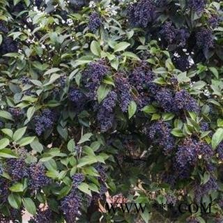 【全熟女贞子】【腊月正月采摘】 秦岭野生 干净无硫 手工精选 500g图2