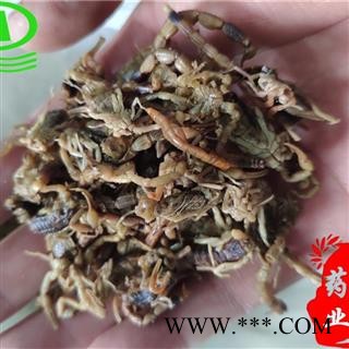 世元药业 全虫 正品盐水 黄皮大个 全蝎 蝎子图2