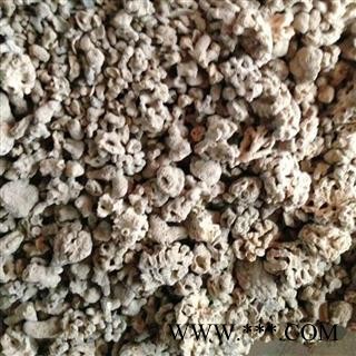 海浮石 浮石花 小海浮石花产地 福建省图2