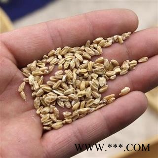 秦岭农家正品浮小麦 小麦瘪子散装另有甘草大枣500克图4