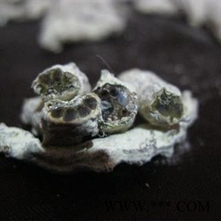 草民甄选白僵蚕 川产天虫 玻璃茬 纯净选货 正品含量高图2