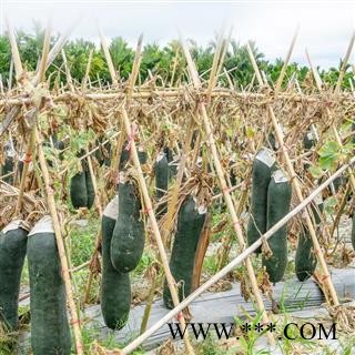 冬瓜皮 冬瓜皮统货 产地 山东省 道地药材 发货快 支持小包装拿样 7天无理由退货图2