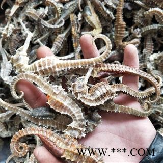 海马 海马大条6~8克 产地 海外图2