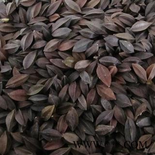 使君子 秦岭野生 山民自采 日晒无硫500g图3