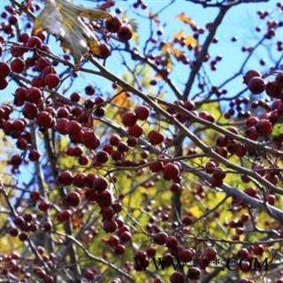 山楂圈 秦岭高山山楂 山民自摘 自切 日晒无硫500g图2