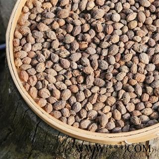 秦岭优质野生益智仁 手工分拣 日晒干净500g图2