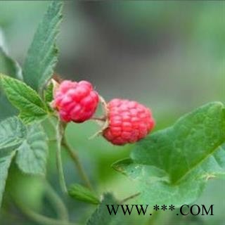 【新货】覆盆子 秦岭复盆子悬钩子覆盆莓山泡自采自制500g图2