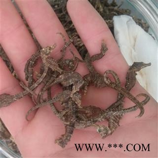 海马个 小马驹 产地 海外图2