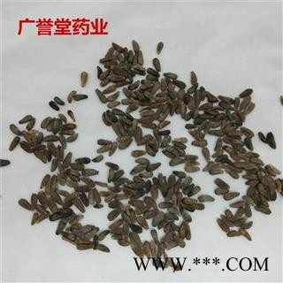 牛蒡子 统 产地 甘肃省图4