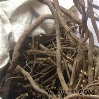 吉康药业白花丹 白花丹根图2