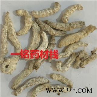 僵蚕 统货 产地 广西壮族自治区图2