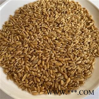 浮小麦 浮小麦净货 产地 山东省 道地药材 发货快 支持小包装拿样 7天无理由退货图2