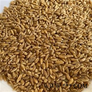 浮小麦 浮小麦净货 产地 山东省 道地药材 发货快 支持小包装拿样 7天无理由退货图4