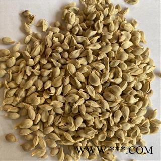 橘核 橘核 货干 颜色好 新货 产地 四川省 道地药材 发货快 支持小包装拿样 7天无理由退货图4