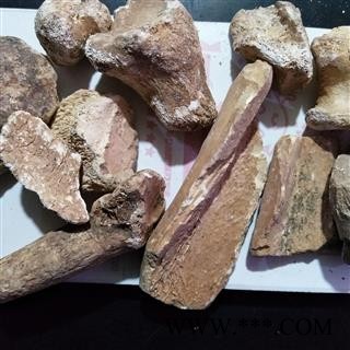 五花龙骨 实图拍摄新货正品水洗锻龙骨，自己加工地道药材炒锻龙骨 产地 甘肃省图2