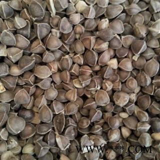 （包邮、）辣木籽  产地直销 质询热线15288688820图2