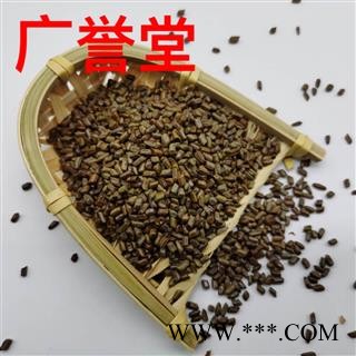 决明子 选货 产地 河南省图2