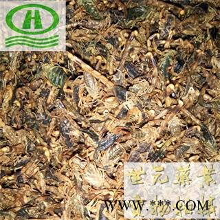 世元药业 蝎子 全虫 全蝎 纯清水烘干 正品 瘪肚 黄皮山西图2