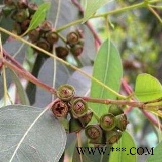 一口钟 桉树果 山民自采 日晒无硫500g【打折已结束】图3