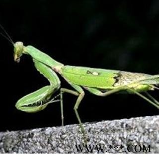 世元药业 刀郎 螳螂 正品 特级 批发图2