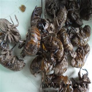 蝉蜕 川统货 产地 四川省成都市双流县 库存 100千克可售图4