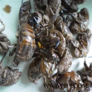 蝉蜕 川统货 产地 四川省成都市双流县 库存 100千克可售图2