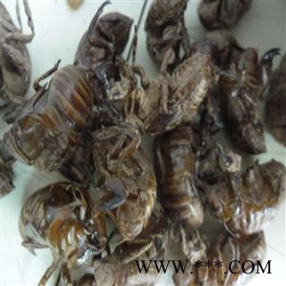 蝉蜕 川统货 产地 四川省成都市双流县 库存 100千克可售图3