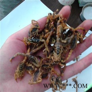 全蝎 产地 宁夏回族自治区吴忠市同心县图2