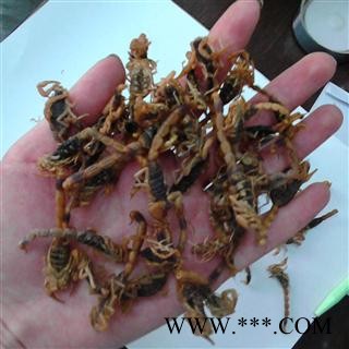 全蝎 产地 宁夏回族自治区吴忠市同心县图3