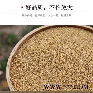 白芥子 白芥子新货 产地 四川省 道地药材 发货快 支持小包装拿样 7天无理由退货图3