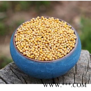 白芥子 白芥子新货 产地 四川省 道地药材 发货快 支持小包装拿样 7天无理由退货图4