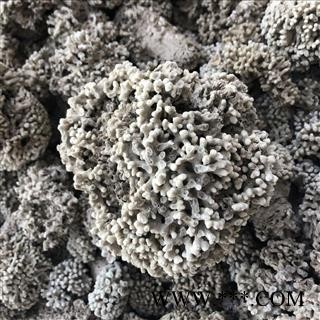 浮水甘石 海浮石   海浮石花 产地 河北省 凯捷中药图2