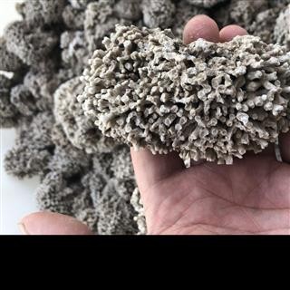 浮水甘石 海浮石   海浮石花 产地 河北省 凯捷中药图3