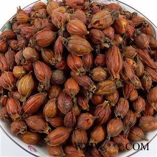 江西栀子中药材红栀子花草茶山栀子水栀子栀子干果香料枝子大货图3