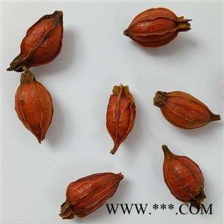 江西栀子中药材红栀子花草茶山栀子水栀子栀子干果香料枝子大货图4