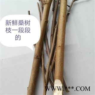 桑枝 选货 产地 湖北省黄冈市麻城市野生新鲜桑枝桑树枝桑棍桑条
