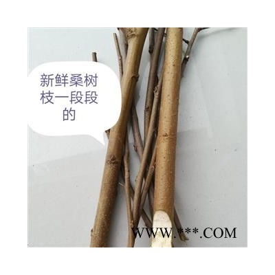 桑枝 选货 产地 湖北省黄冈市麻城市野生新鲜桑枝桑树枝桑棍桑条