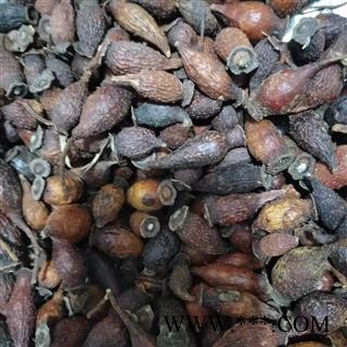 金樱子 金樱子后期统货 产地 江西省图2