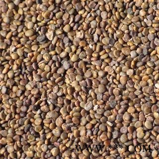 沙苑子 沙苑子新货净货 产地 陕西省图2