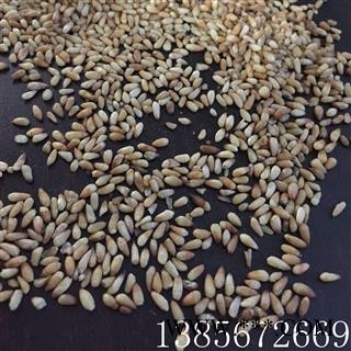 店家主推出口级99%纯仁柏子仁带药检报告物 茗生春药材总公司 一手货源  7天无理由退换图2