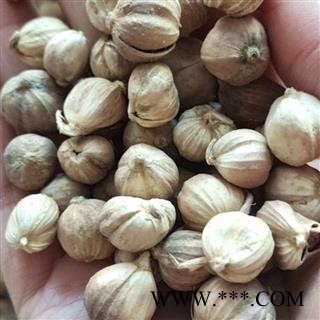 京辉药业 豆蔻 白豆蔻符合药典含量达标选货 产地 广西壮族自治区图2